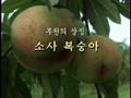 한국 최초의 복숭아, 소사 복숭아 썸네일 이미지