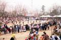 도당산 벚꽃축제 썸네일 이미지