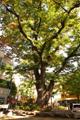 소사본2동 느티나무 썸네일 이미지