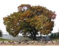 여월동 느티나무(1) 썸네일 이미지