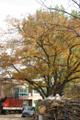 여월동 느티나무(2) 썸네일 이미지